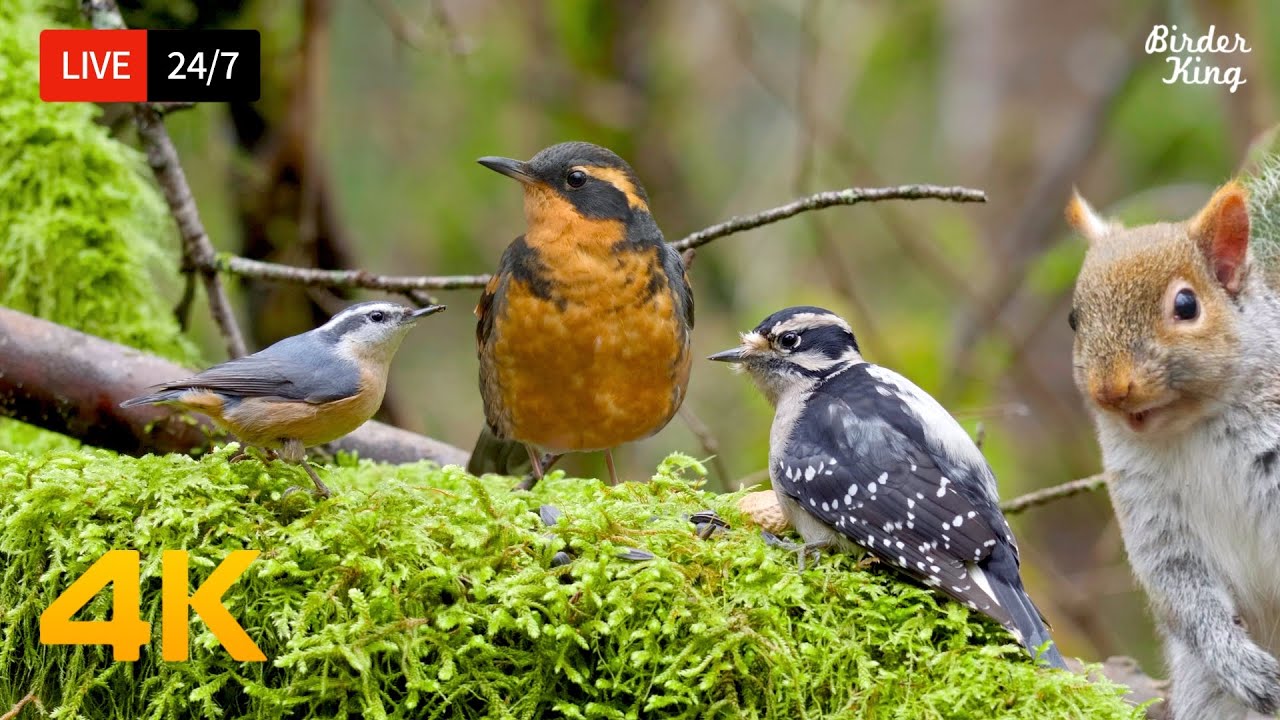 7 live: cat tv for cats to watch 😺 beautiful birds squirrels in the forest 4k